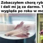 Pięknie odżyła