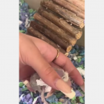 Tak wygląda pięcioletni chomik