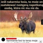 Brzmi jak świetny plan, a potem znowu spotykasz tego samego łosia, a nie masz juz zapasowej kanapki