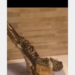 Nie zapomnij dziś podlać swojej sowy