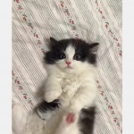 Dawka słodyczy na dziś