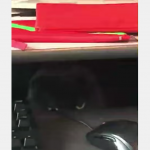 Jeśli masz kota to zawsze jesteś obserwowany