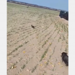 Jamniki to psy myśliwskie