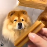 Są dwa rodzaje piesków i oba kocham.