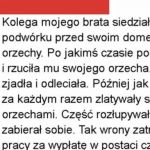 Wrony zrzucają orzechy na jadące auta