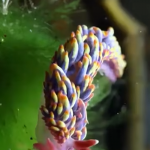 Najpiękniejszy ślimak w Wielkiej Brytanii