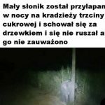 No przecież nikogo nie widać