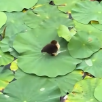 Kaczątko na liściu lotosu