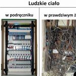 Ludzkie ciało