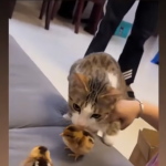 To było do przewidzenia