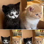 Jak byście go nazwali ?