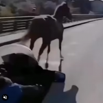 To musiał być  koń wyścigowy