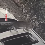 Kto do cholery wynalazł szyberdachy?