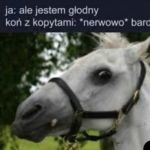 Zjadłbym konia