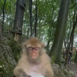 Reakcja małpy na 100letnei jajo