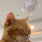 Rude koty są wyjątkowe