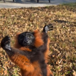 Pobiera energie słoneczną