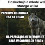 Doświadczony stary wilk