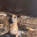 Zwierzęta z farmy mają fajne życie