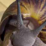 Widzieliście kiedyś jedzącego ślimaka ?