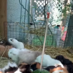 Słodkie, puszyste piranie