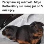 Ciekawe czemu