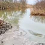 Bobry nie będą zbyt rozbawione