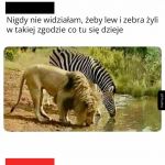 Ziomki