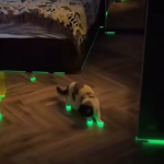 Cybercat 2077