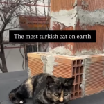 Cataturk