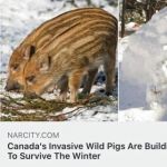 Ewolucja?