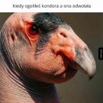 Kondor smutny